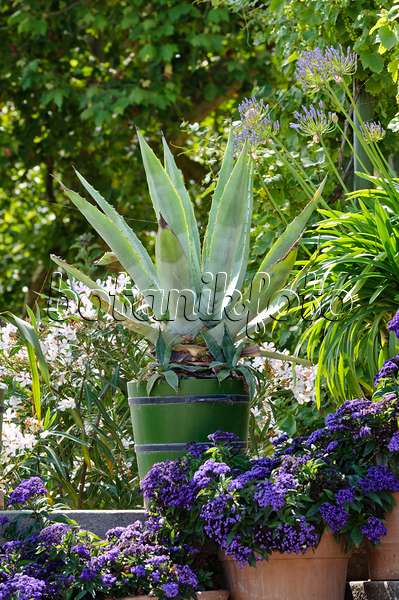 475063 - Agave (Agave), African lily (Agapanthus) and heliotrope (Heliotropium)