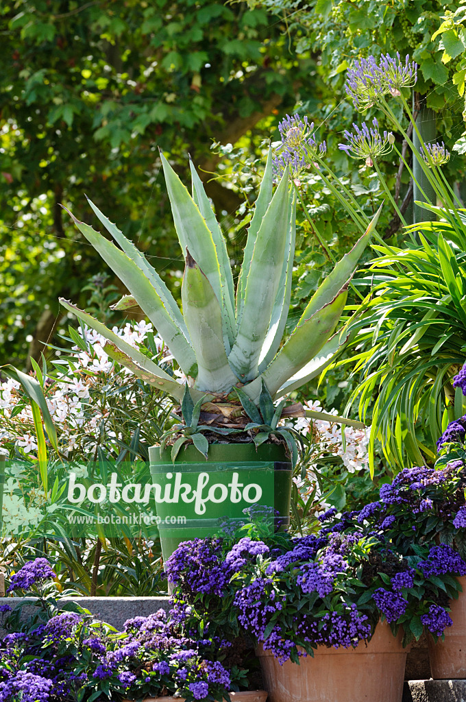 475063 - Agave (Agave), African lily (Agapanthus) and heliotrope (Heliotropium)