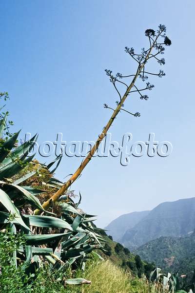 363050 - Agave (Agave americana), La Gomera, Spain