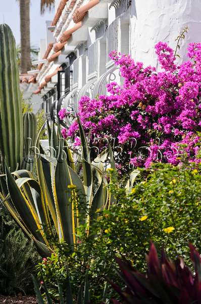 564049 - Agave (Agave) and Bougainvillea