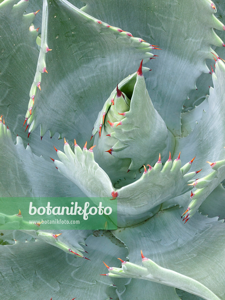 408009 - Agave (Agave potatorum)