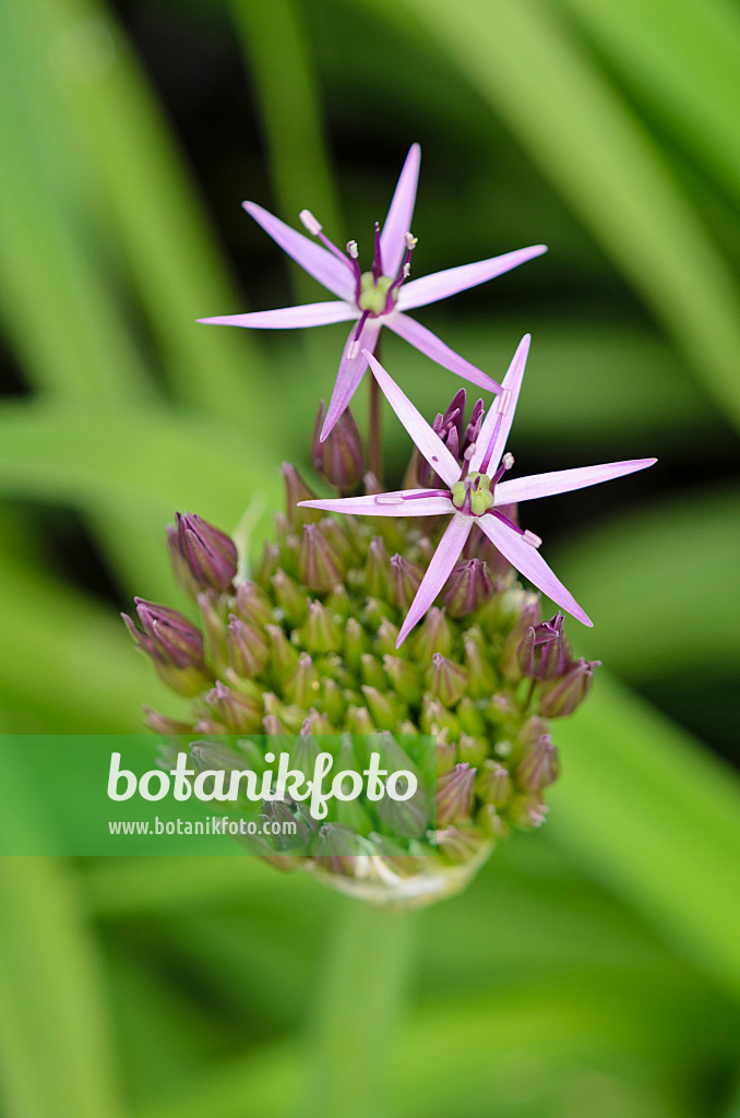 533416 - Ail à boule étoilée (Allium christophii)