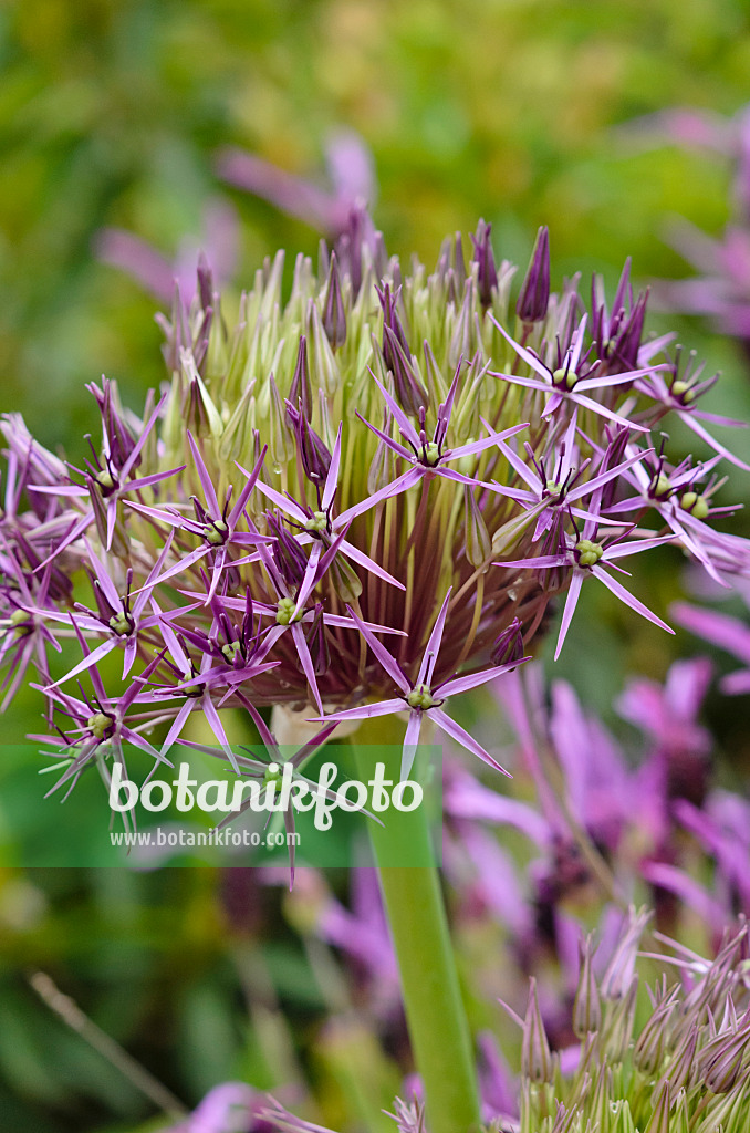 533496 - Ail à boule étoilée (Allium christophii)