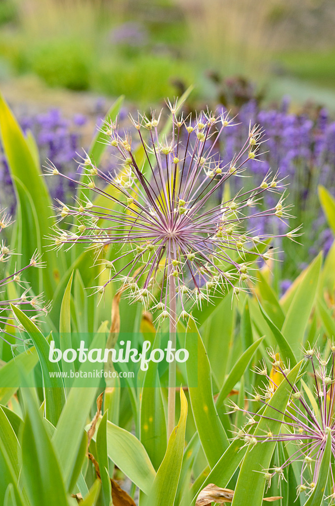 534097 - Ail à boule étoilée (Allium christophii)