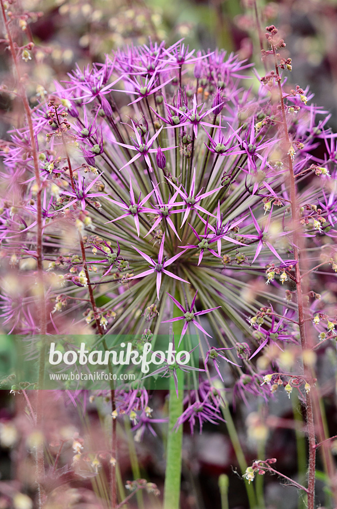 545083 - Ail à boule étoilée (Allium christophii)