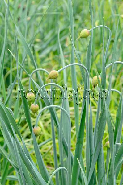 508107 - Ail (Allium obliquum)
