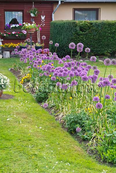 545050 - Ail d'ornement (Allium) dans un jardin familial