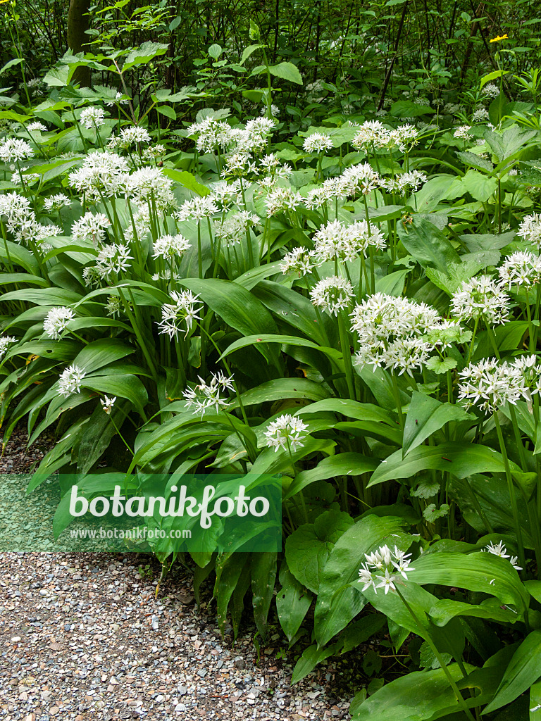 401193 - Ail des ours (Allium ursinum)