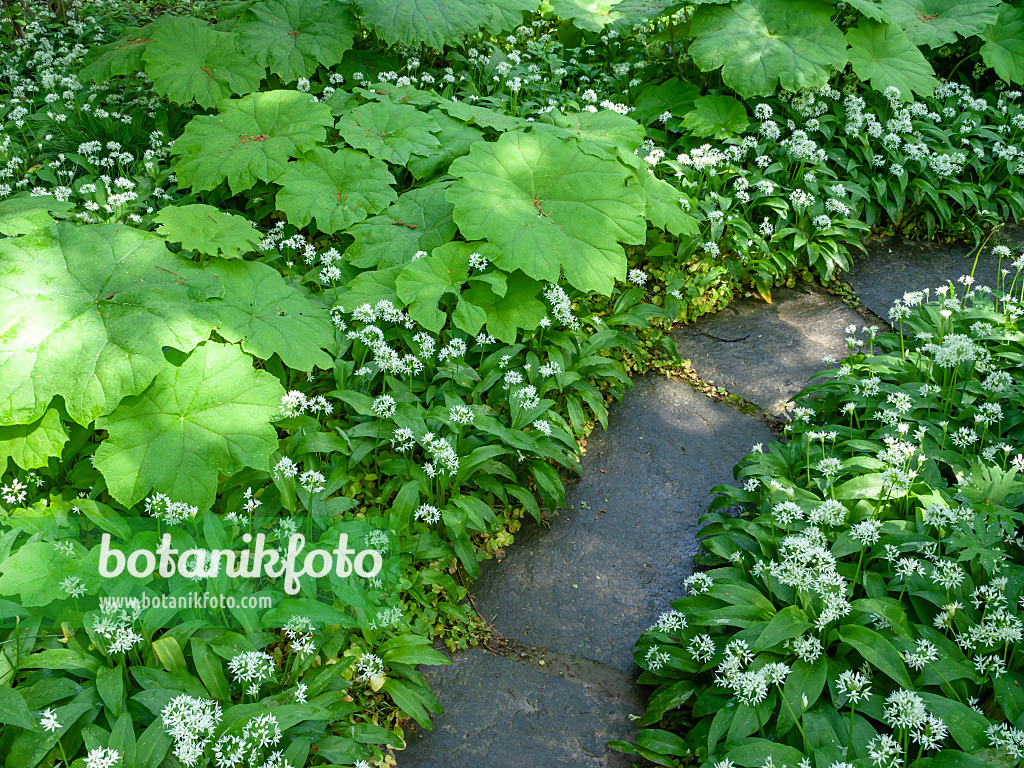 437309 - Ail des ours (Allium ursinum)