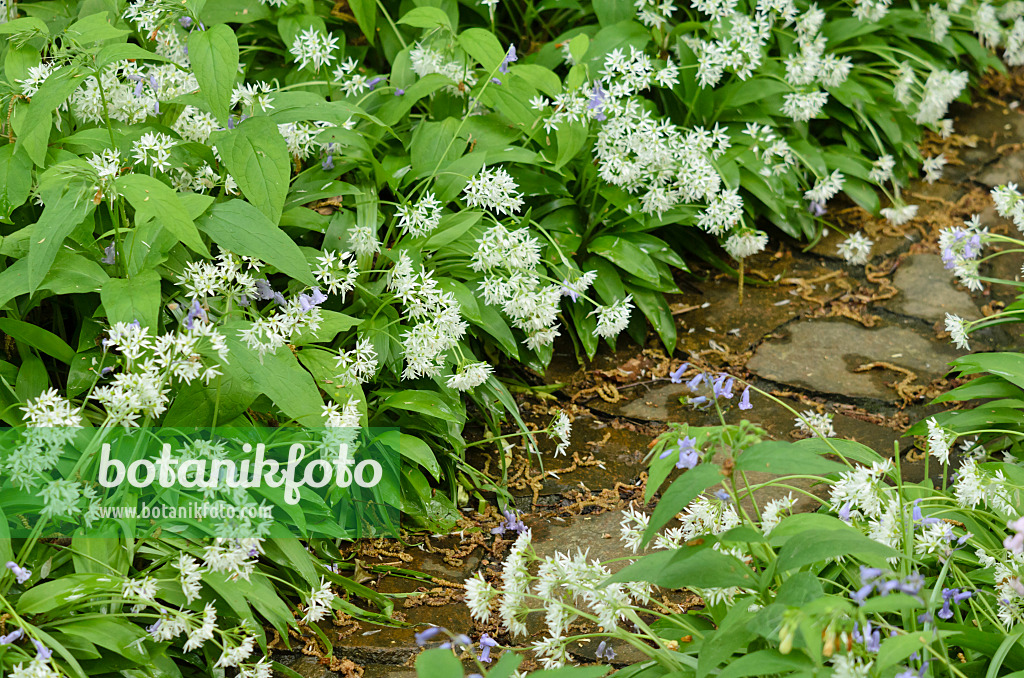 520227 - Ail des ours (Allium ursinum)