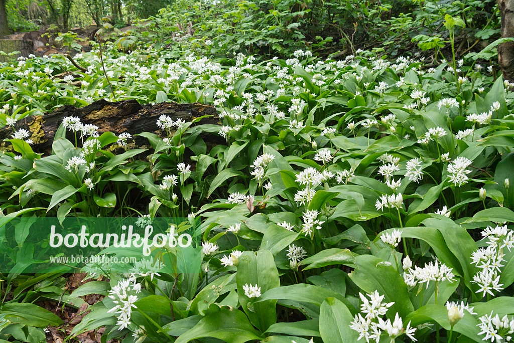 570042 - Ail des ours (Allium ursinum)