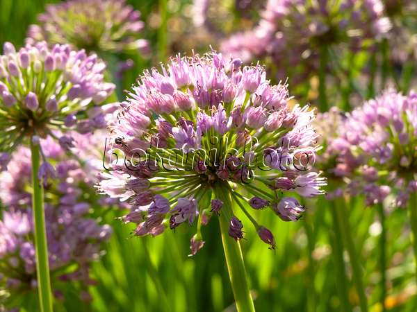 462206 - Ail faux poireau (Allium ampeloprasum)