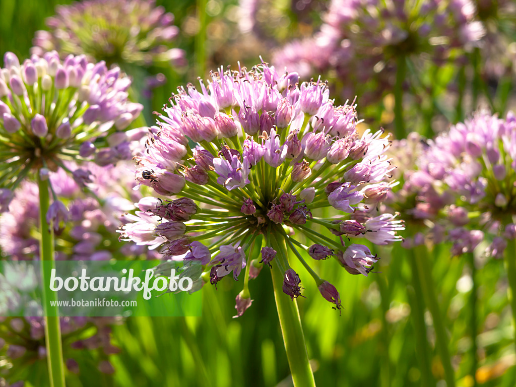 462206 - Ail faux poireau (Allium ampeloprasum)