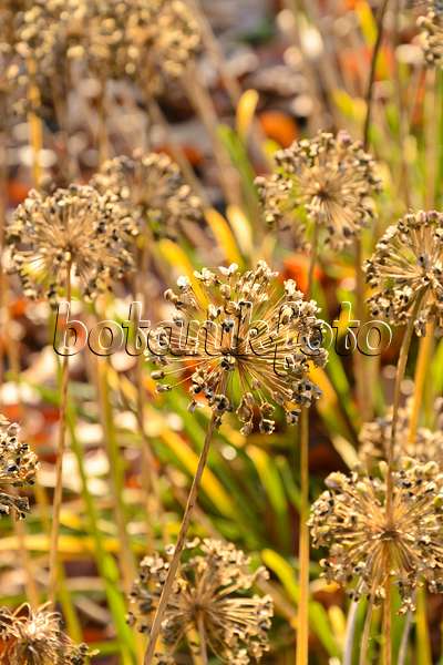 489074 - Ail faux poireau (Allium ampeloprasum)