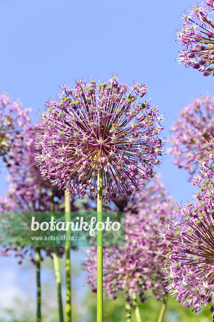 485001 - Ail géant de l'Himalaya (Allium giganteum)