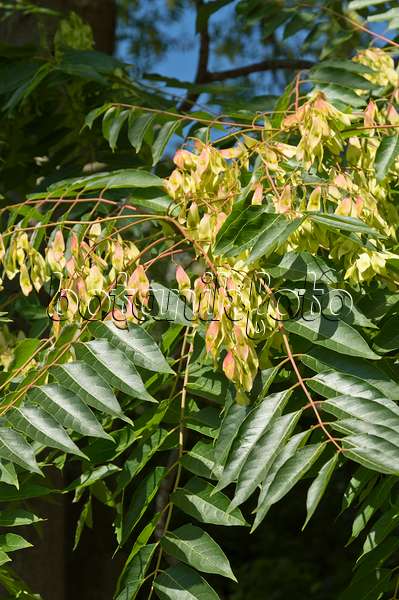 511147 - Ailante glanduleux (Ailanthus altissima)