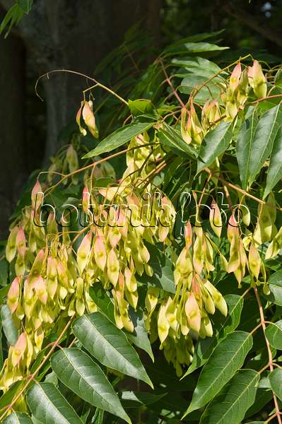 511148 - Ailante glanduleux (Ailanthus altissima)