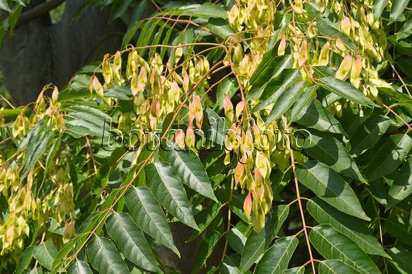 511149 - Ailante glanduleux (Ailanthus altissima)