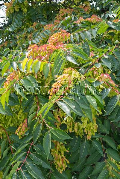 535240 - Ailante glanduleux (Ailanthus altissima)