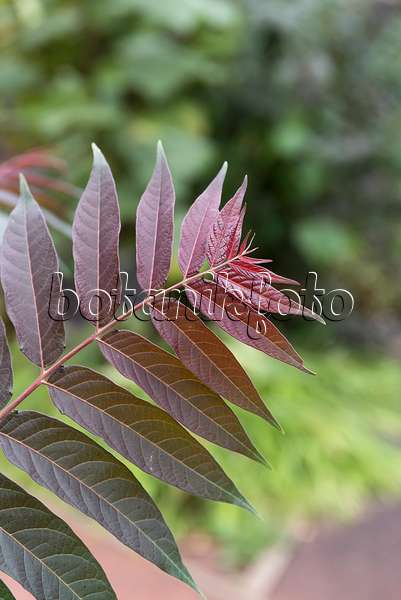 635010 - Ailante glanduleux (Ailanthus altissima 'Purple Dragon')