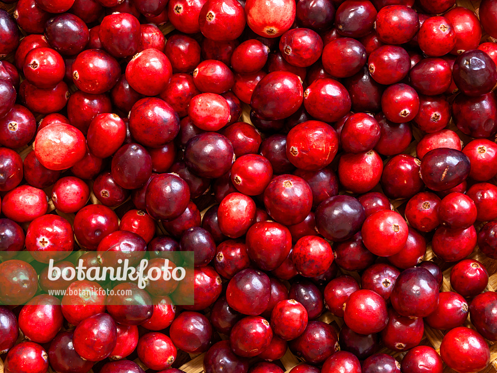 444019 - Airelle à gros fruits (Vaccinium macrocarpon)