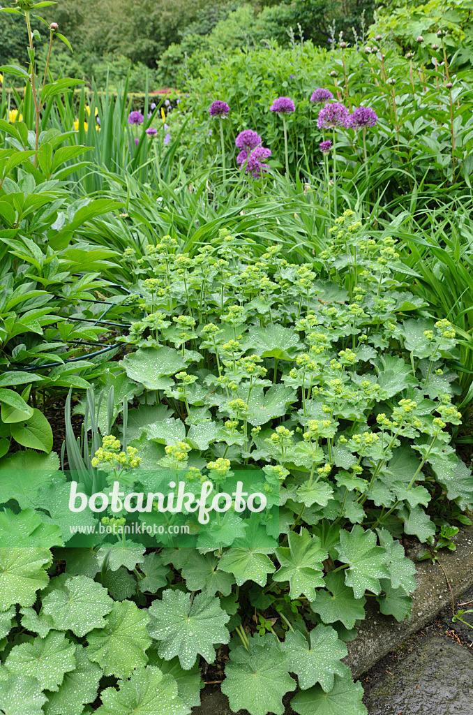 508127 - Alchémille (Alchemilla) et ail d'ornement (Allium)