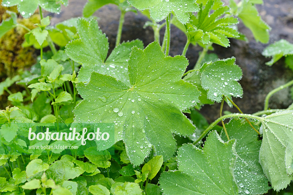 484129 - Alchémille (Alchemilla) avec des gouttes de pluie