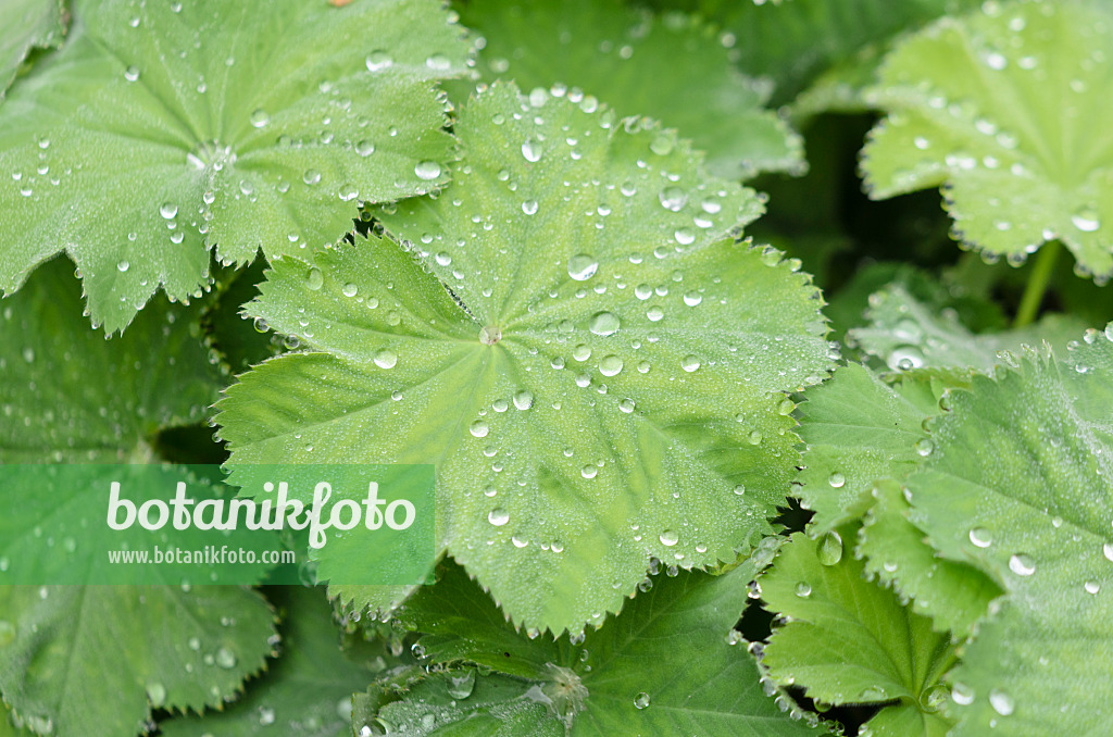 572087 - Alchémille (Alchemilla) avec des gouttes de pluie