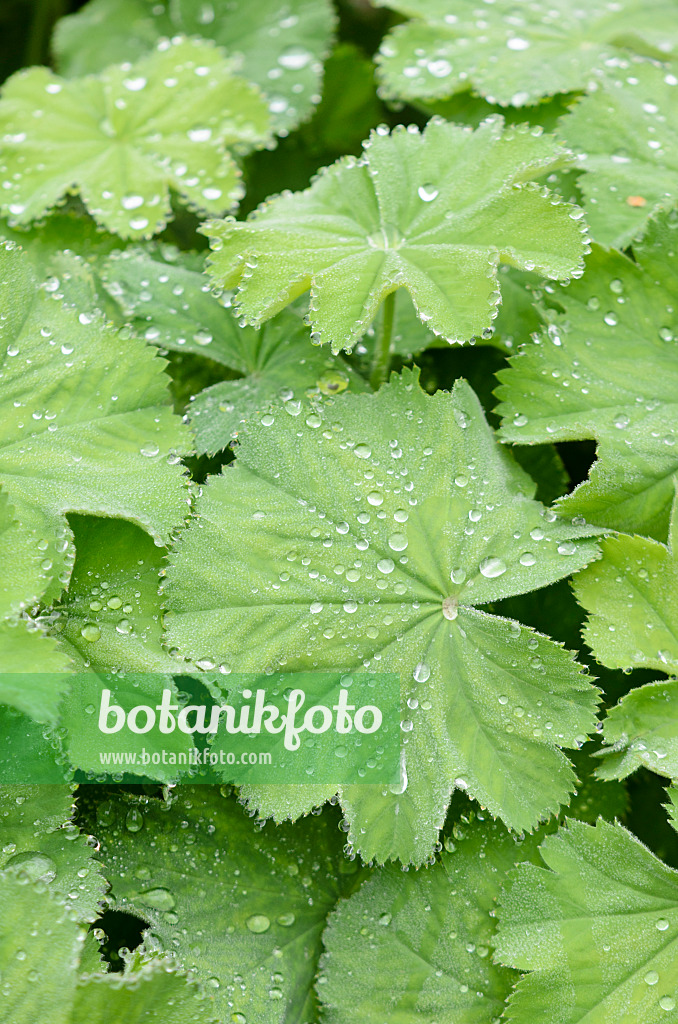 572088 - Alchémille (Alchemilla) avec des gouttes de pluie