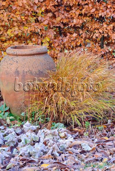 517014 - Alchémille (Alchemilla mollis) et herbe du Japon (Hakonechloa macra) en automne avec du givre