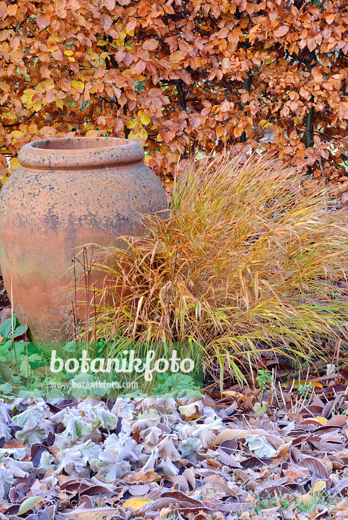 517014 - Alchémille (Alchemilla mollis) et herbe du Japon (Hakonechloa macra) en automne avec du givre