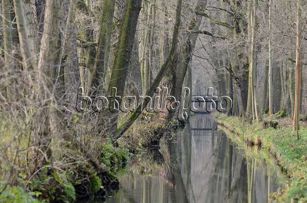 527011 - Alders (Alnus) at a water ditch, Spreewald Biosphere Reserve, Germany