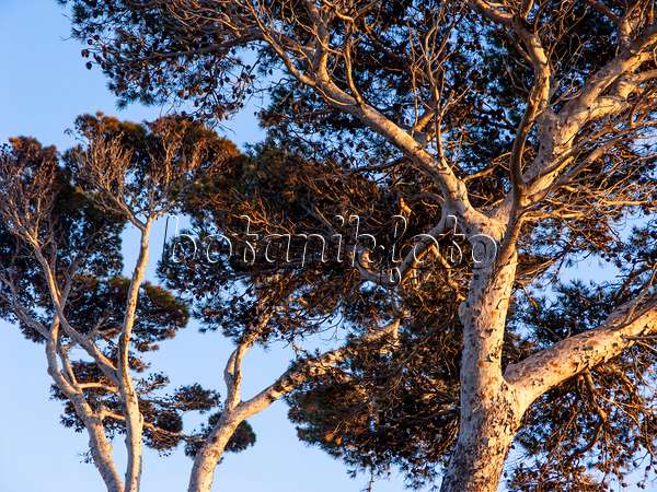 424041 - Aleppo pine (Pinus halepensis)