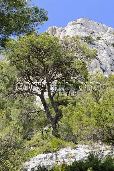 533154 - Aleppo pine (Pinus halepensis), Calanques National Park, France