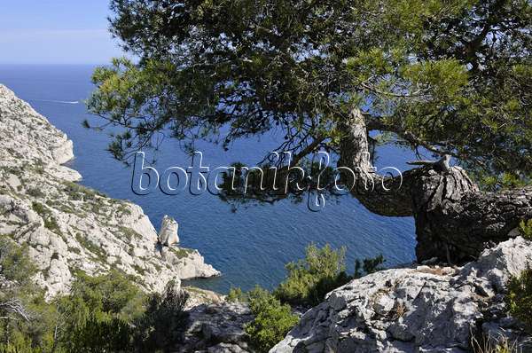 533165 - Aleppo pine (Pinus halepensis), Calanques National Park, France