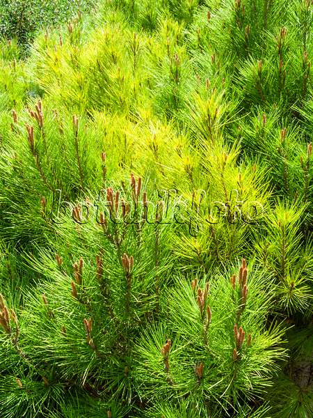 424030 - Aleppo pine (Pinus halepensis var. minor)