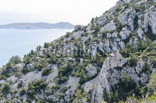 533160 - Aleppo pines (Pinus halepensis), Calanques National Park, France