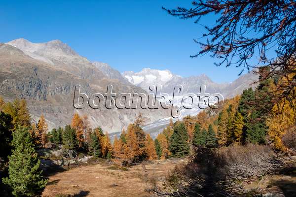 453083 - Aletsch forest and Aletsch glacier, Switzerland