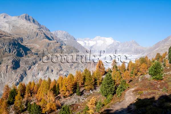453091 - Aletsch forest and Aletsch glacier, Switzerland