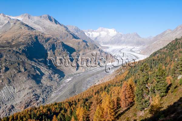 453099 - Aletsch forest and Aletsch glacier, Switzerland