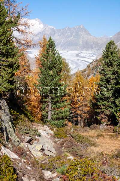 453086 - Aletsch forest, Switzerland