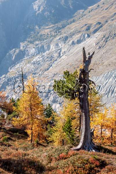 453093 - Aletsch forest, Switzerland
