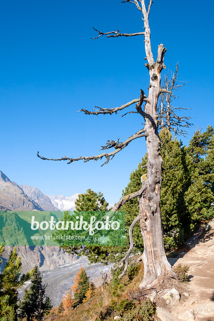 453101 - Aletsch forest, Switzerland