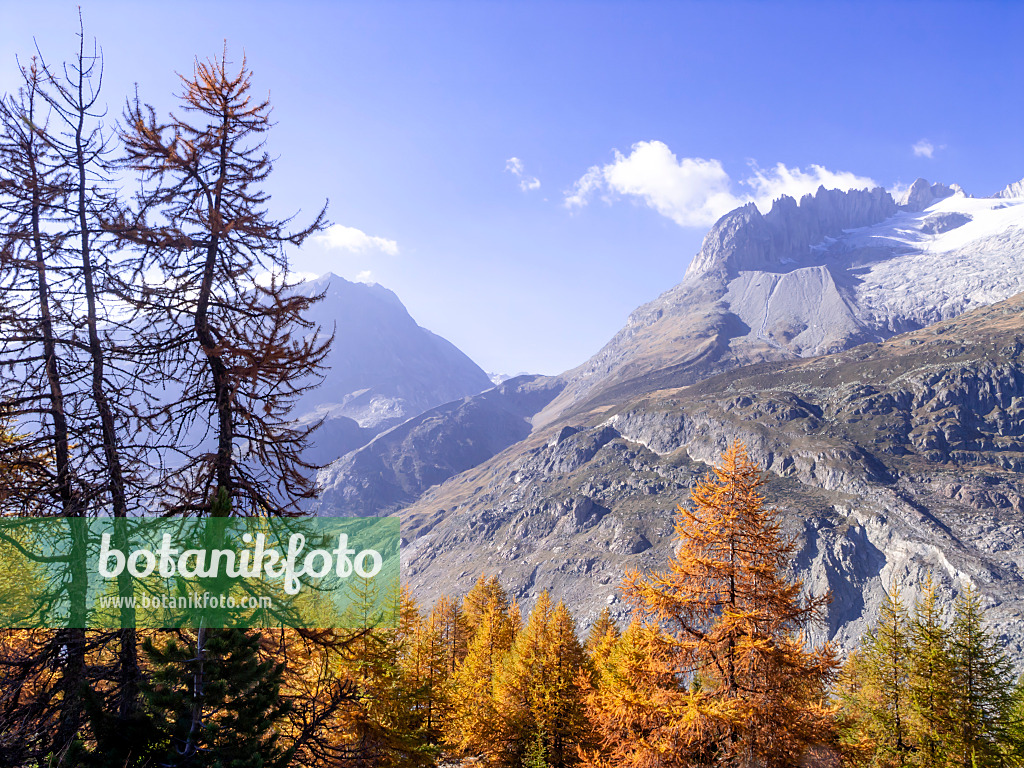 453140 - Aletsch forest, Switzerland