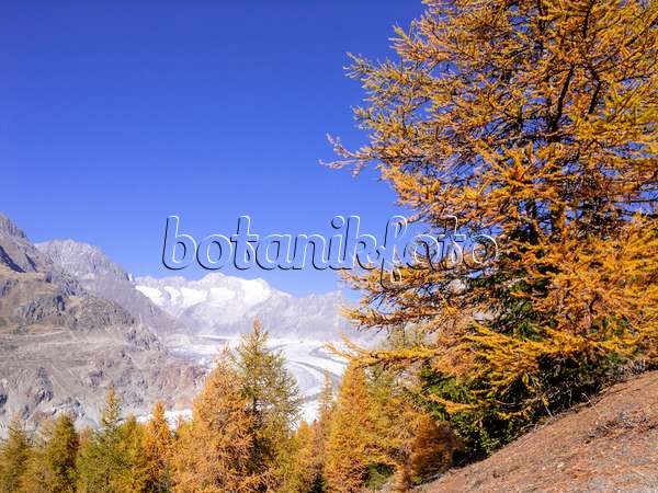 453141 - Aletsch forest, Switzerland