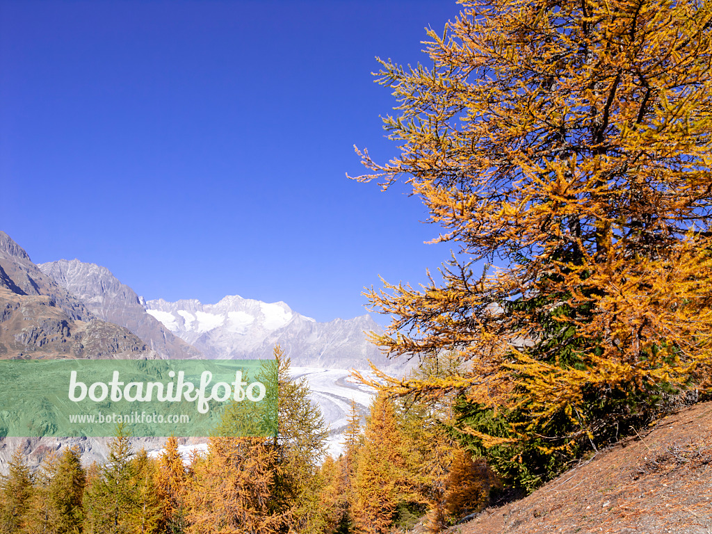 453141 - Aletsch forest, Switzerland