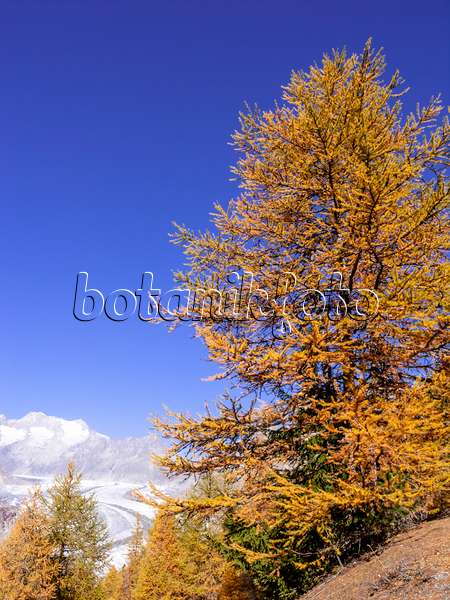 453142 - Aletsch forest, Switzerland