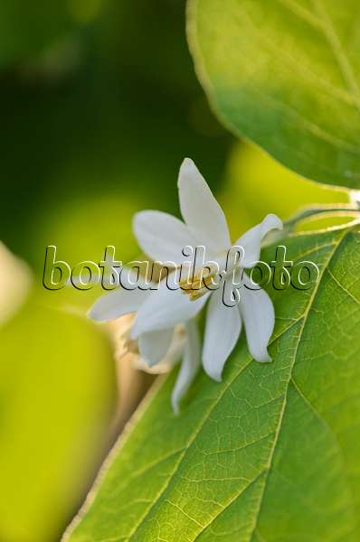518130 - Aliboufier (Styrax officinalis)