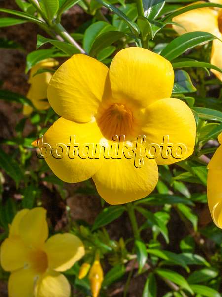 411202 - Allamanda jaune (Allamanda cathartica)