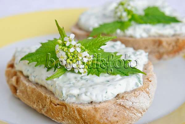 481003 - Alliaire officinale (Alliaria petiolata) sur un petit pain de seigle avec du fromage blanc